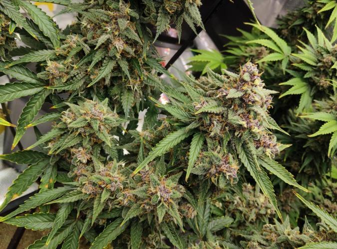 FastBuds Mixed Run. Week 10 - Lemon Cherry Cookies 