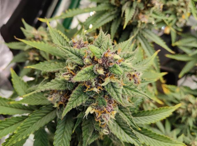 FastBuds Mixed Run. Week 10 - Lemon Cherry Cookies 