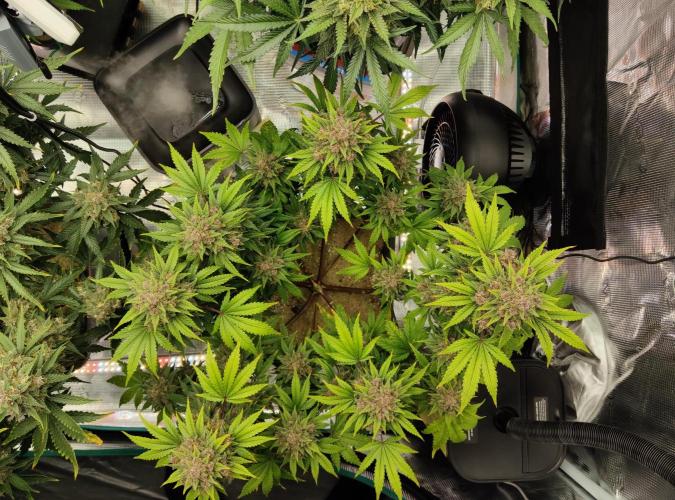 FastBuds Mixed Run. Week 10 - Purple Haze 