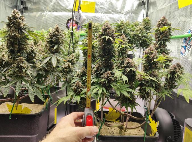 FastBuds Mixed Run. Week 10 - Purple Haze 