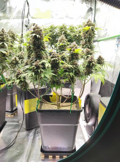 FastBuds Mixed Run. Week 10 - Purple Haze 