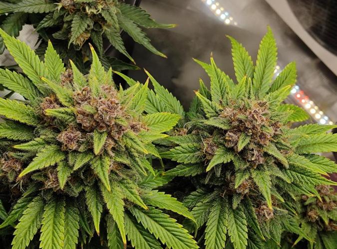 FastBuds Mixed Run. Week 10 - Purple Haze 