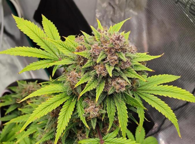 FastBuds Mixed Run. Week 10 - Purple Haze 