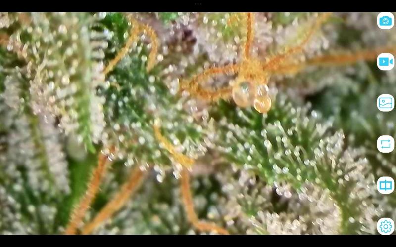 FastBuds Mixed Run. Week 10 - Purple Haze 