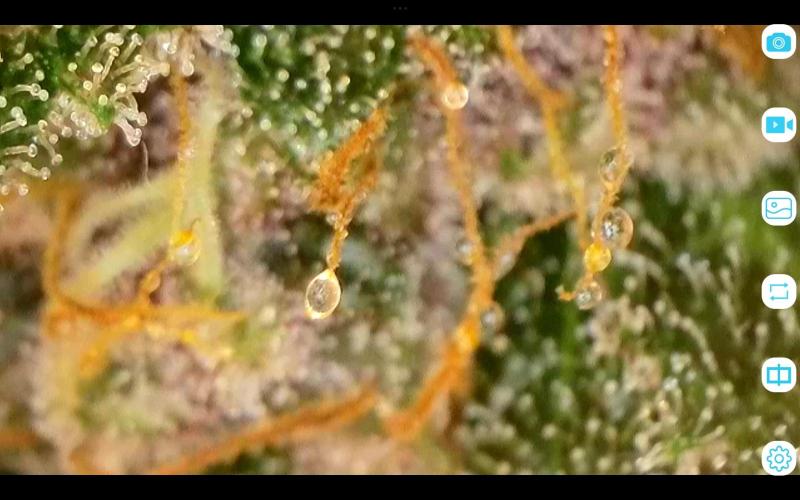 FastBuds Mixed Run. Week 10 - Purple Haze 