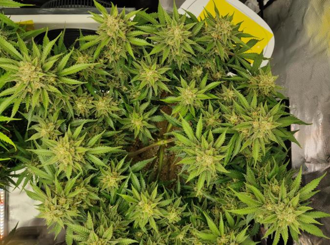 FastBuds Mixed Run. Week 10 - Z-UP 