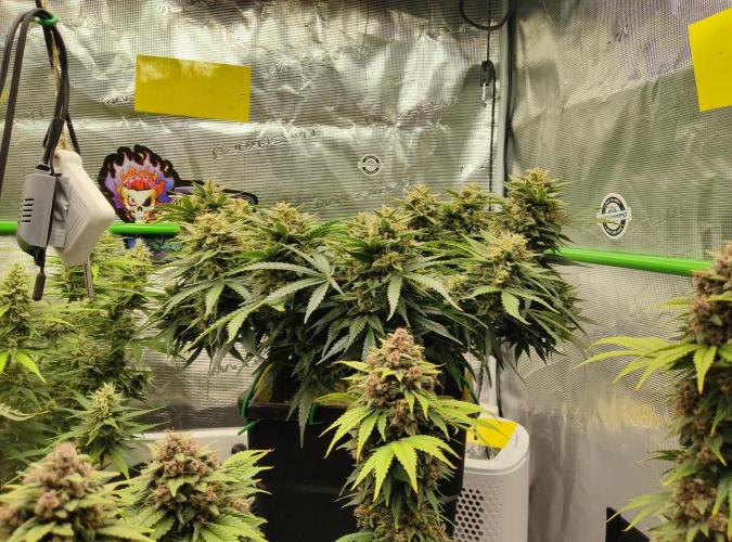 FastBuds Mixed Run. Week 10 - Z-UP 