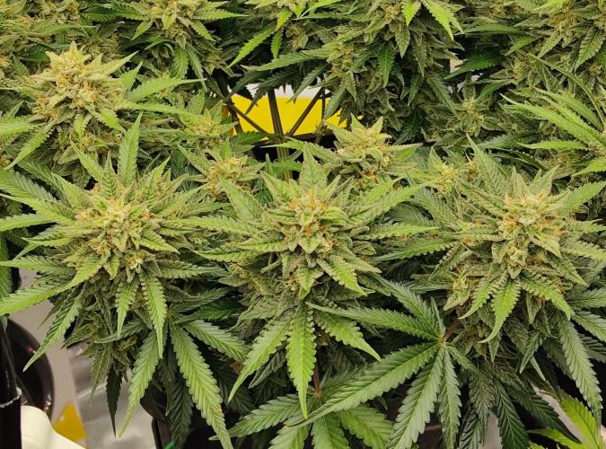 FastBuds Mixed Run. Week 10 - Z-UP 