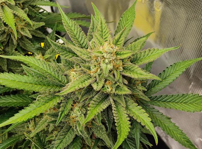 FastBuds Mixed Run. Week 10 - Z-UP 