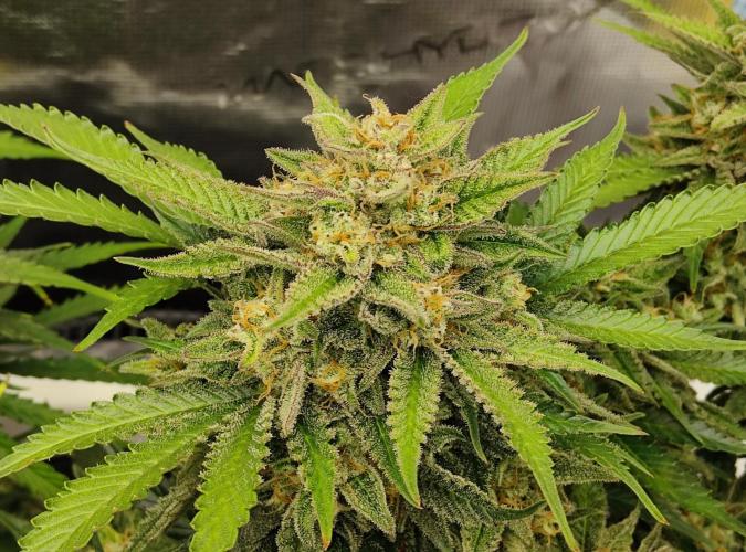 FastBuds Mixed Run. Week 10 - Z-UP 