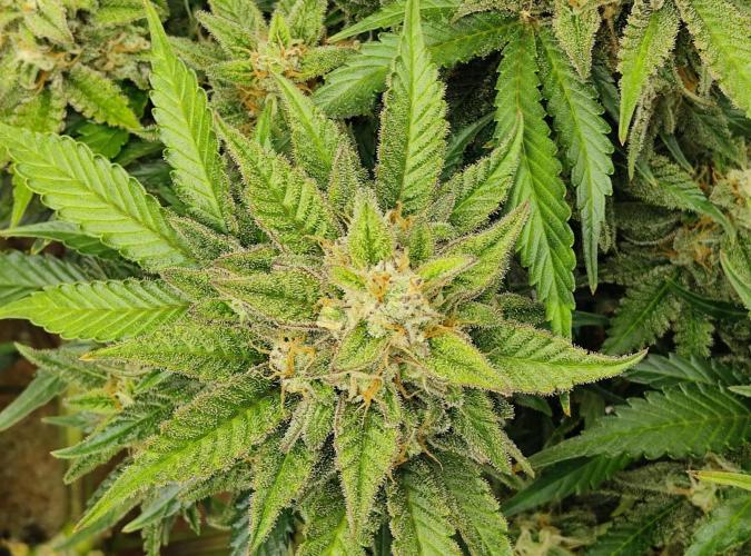 FastBuds Mixed Run. Week 10 - Z-UP 