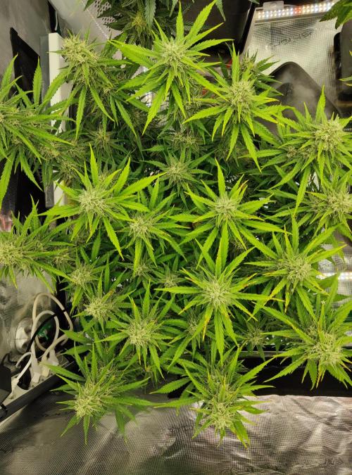 FastBuds Mixed Run. Week 10 - Gelato 