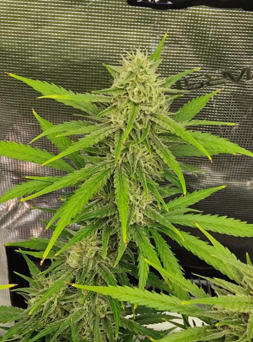 FastBuds Mixed Run. Week 10 - Gelato 