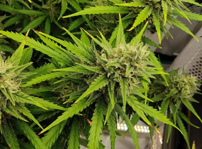 FastBuds Mixed Run. Week 10 - Gelato 