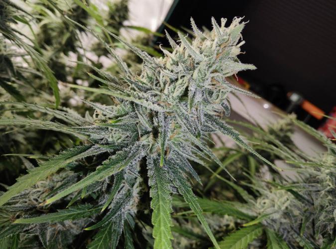 FastBuds Mixed Run. Week 10 - Gelato 