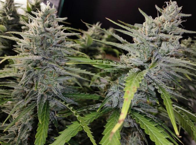 FastBuds Mixed Run. Week 10 - Gelato 