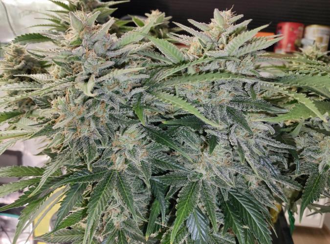 FastBuds Mixed Run. Week 10 - Z-UP 