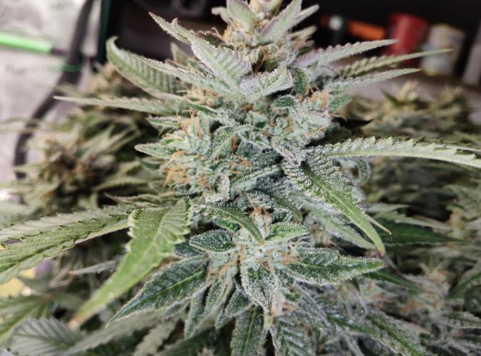 FastBuds Mixed Run. Week 10 - Z-UP 