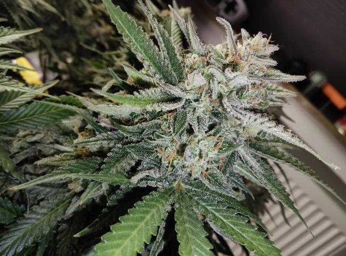 FastBuds Mixed Run. Week 10 - Z-UP 