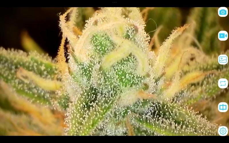 FastBuds Mixed Run. Week 10 - Gelato 