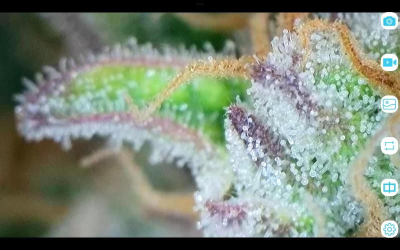 FastBuds Mixed Run. Week 10 - Lemon Cherry Cookies 