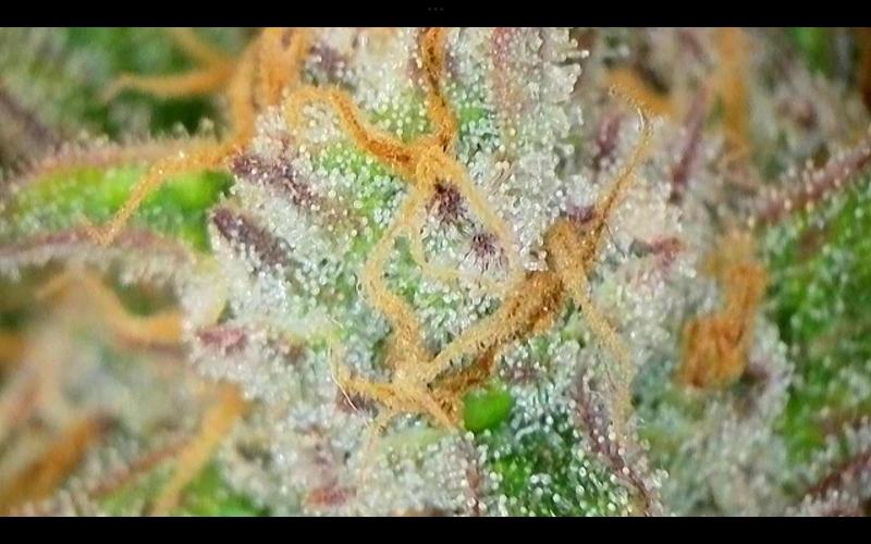 FastBuds Mixed Run. Week 10 - Lemon Cherry Cookies 