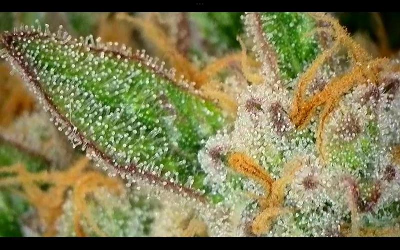 FastBuds Mixed Run. Week 10 - Lemon Cherry Cookies 