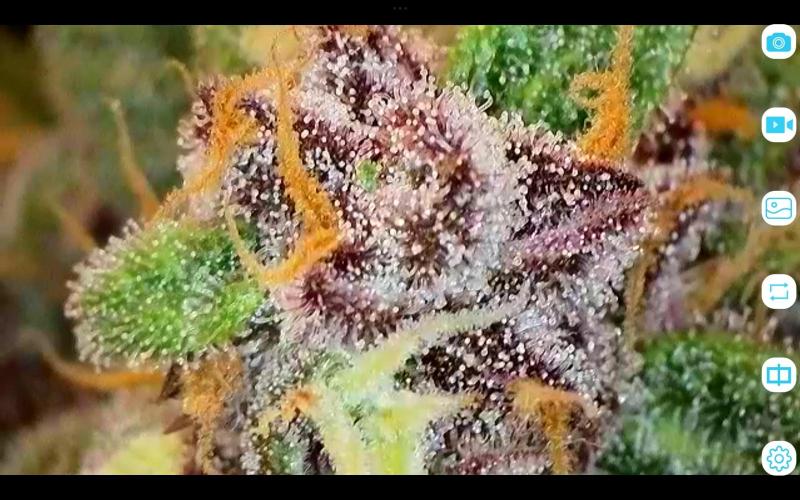 FastBuds Mixed Run. Week 10 - Purple Haze 