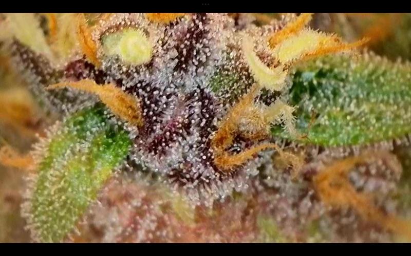 FastBuds Mixed Run. Week 10 - Purple Haze 