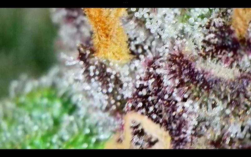 FastBuds Mixed Run. Week 10 - Purple Haze 