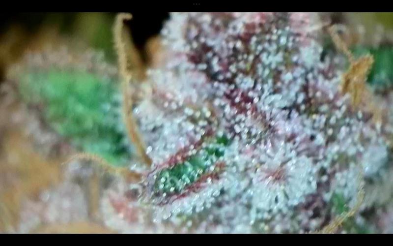 FastBuds Mixed Run. Week 10 - Purple Haze 