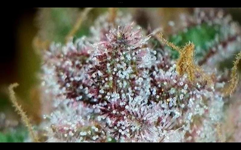 FastBuds Mixed Run. Week 10 - Purple Haze 