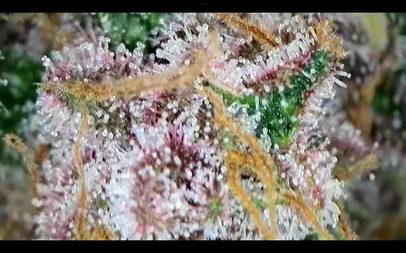 FastBuds Mixed Run. Week 10 - Purple Haze 