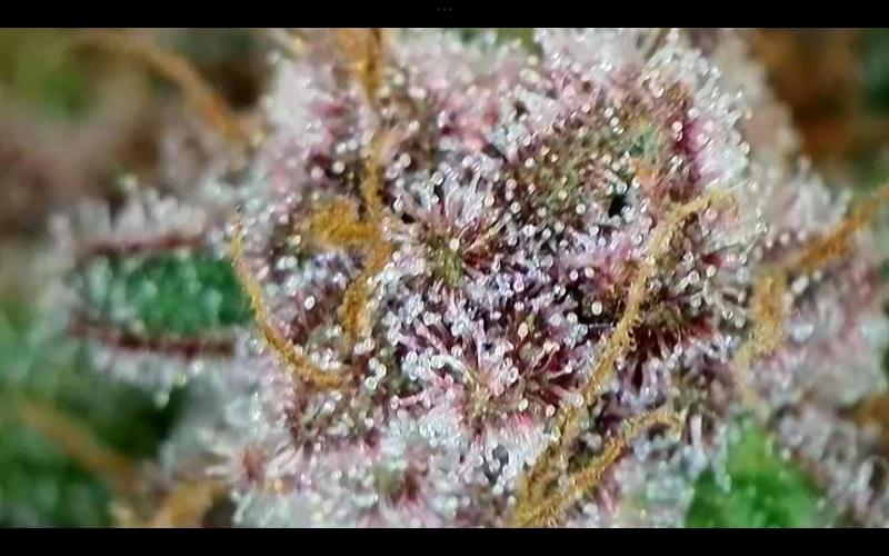 FastBuds Mixed Run. Week 10 - Purple Haze 