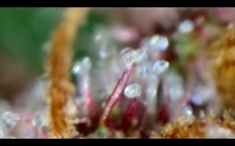 FastBuds Mixed Run. Week 10 - Purple Haze 