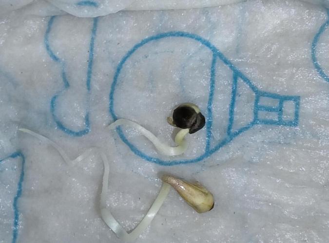 Anesia & Royal Queen Seeds Mix. Week 0 - Frozen Black Cherry & Royal Gorilla 