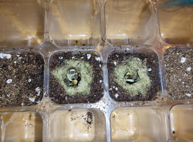 Anesia & Royal Queen Seeds Mix. Week 0 - Frozen Black Cherry & Royal Gorilla