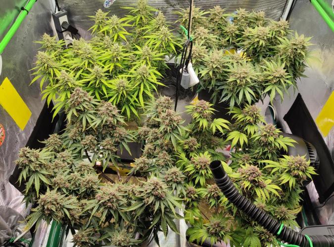 FastBuds Mixed Run. Week 11