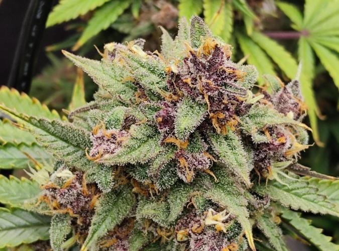 FastBuds Mixed Run. Week 11