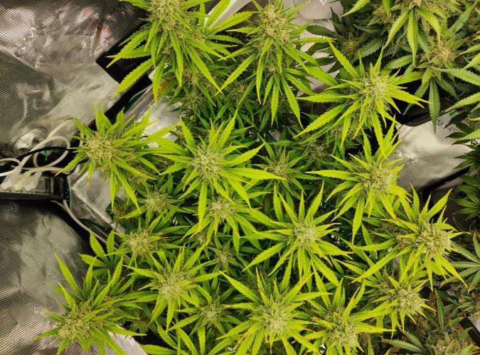 FastBuds Mixed Run. Week 11