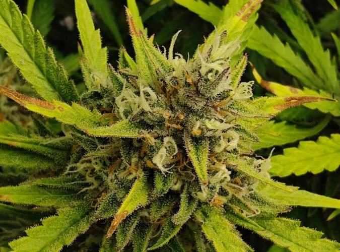 FastBuds Mixed Run. Week 11