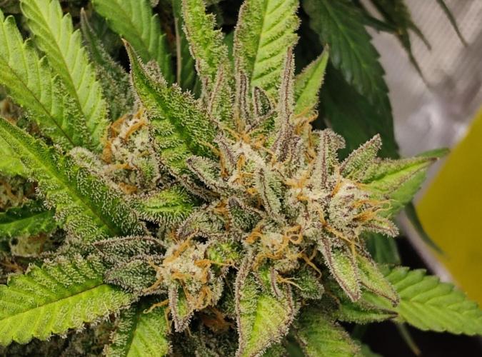 FastBuds Mixed Run. Week 11