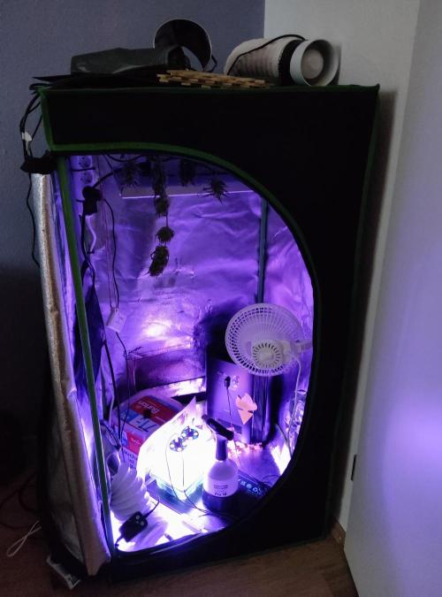 Anesia & Royal Queen Seeds Mix. Week 0