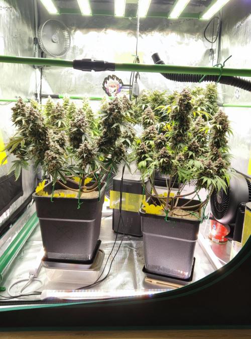 FastBuds Mixed Run. Week 12