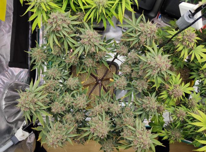 FastBuds Mixed Run. Week 12