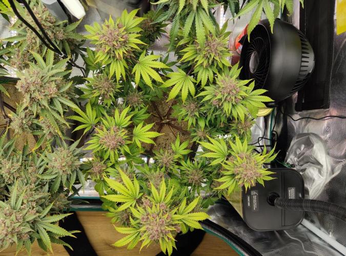 FastBuds Mixed Run. Week 12