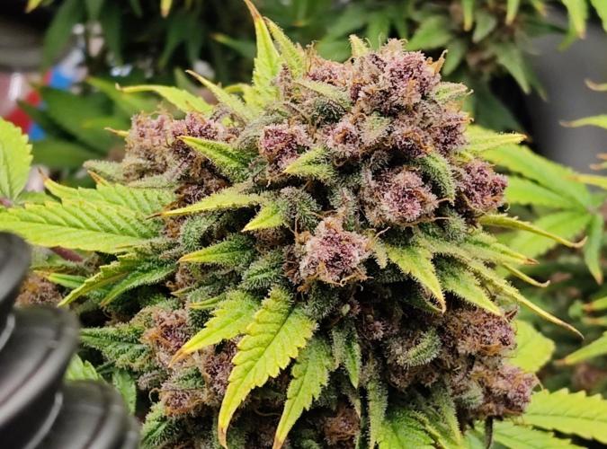 FastBuds Mixed Run. Week 12