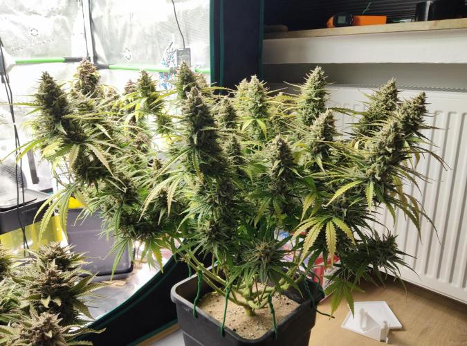 FastBuds Mixed Run. Week 12