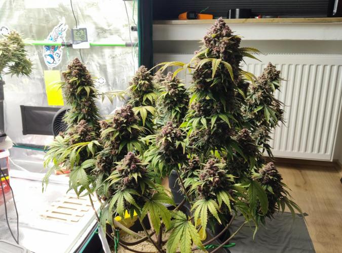 FastBuds Mixed Run. Week 12