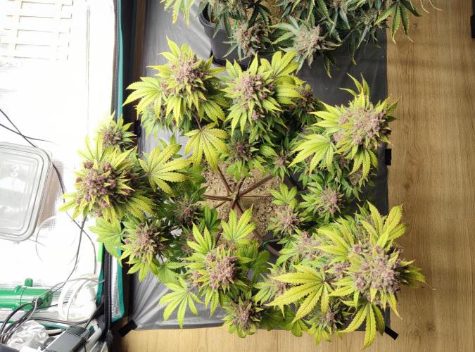 FastBuds Mixed Run. Week 12